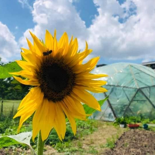 The current image has no alternative text. The file name is: floarea-soarelui.png